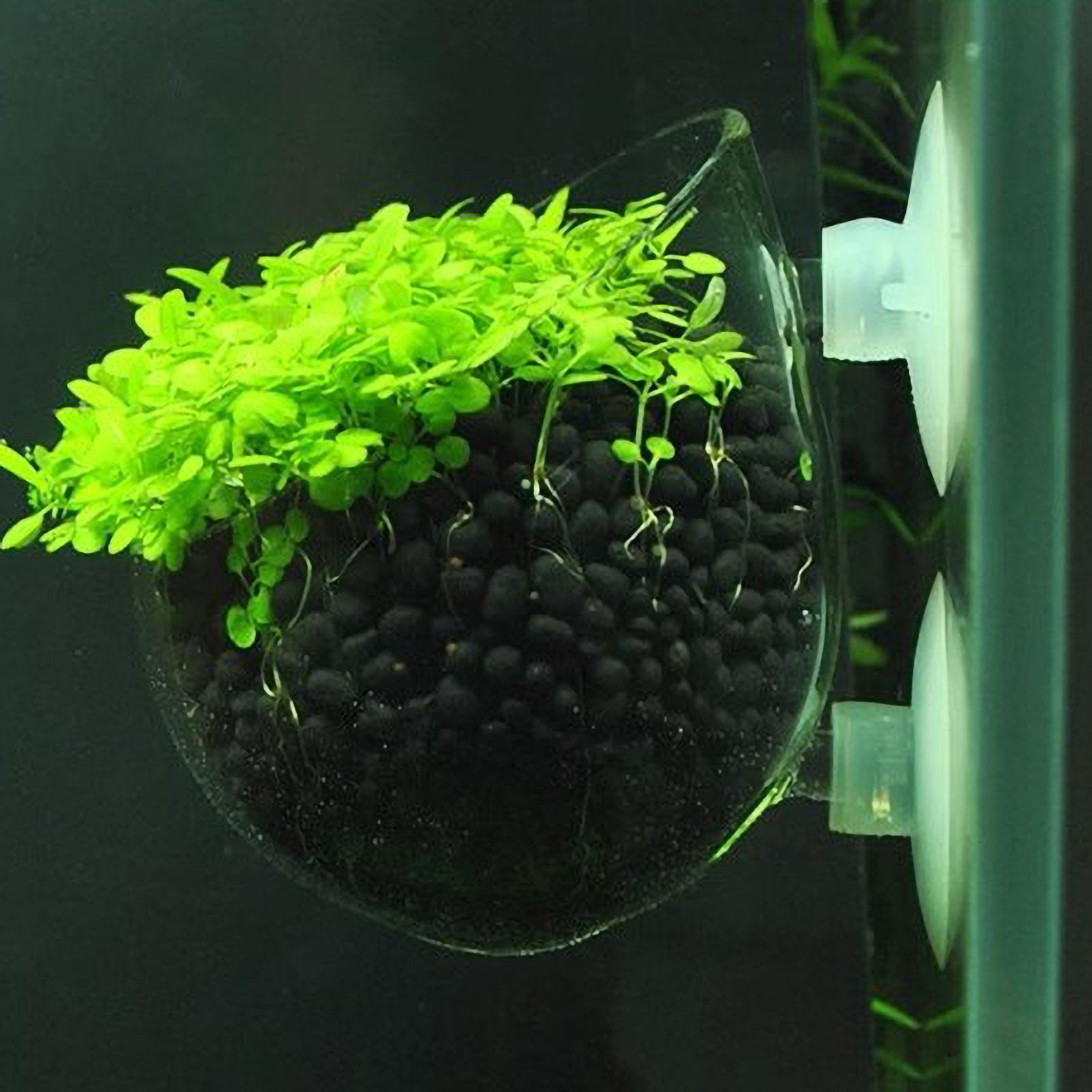 Live Plant Aquarium - Aquariumplantenhouder Glazen Aquatische Plantenpot met Zuignappen