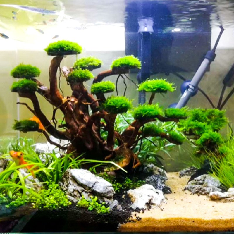 Aquariumlandschap mosboom skel - Aquarium Driftwood recensie en prijs